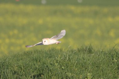 Gün batımında kanalın kıyısında uçan bir ahır baykuşunun çarpıcı görüntüsü, kuş avlanmaya ve yiyecek aramaya çıktı..