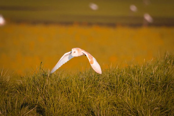 Uma Foto Deslumbrante Uma Coruja Voando Pôr Sol Sobre Margens — Fotografia de Stock