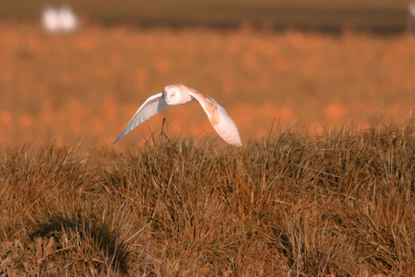 Gün batımında kanalın kıyısında uçan bir ahır baykuşunun çarpıcı görüntüsü, kuş avlanmaya ve yiyecek aramaya çıktı..