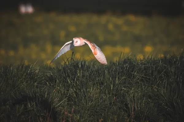 Uma Foto Deslumbrante Uma Coruja Voando Pôr Sol Sobre Margens — Fotografia de Stock