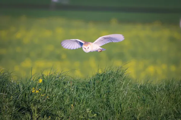 stock image A stunning shot of a Barn Owl flying at sunset over the banks of the canal, the bird is out hunting and looking for food.