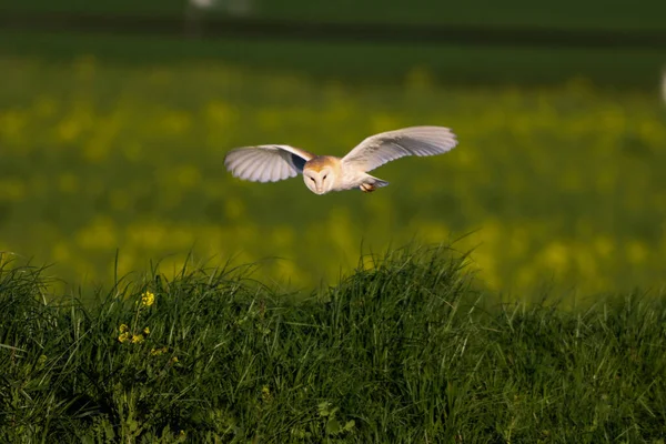 Sebuah Tembakan Menakjubkan Dari Burung Hantu Barn Terbang Saat Matahari — Stok Foto