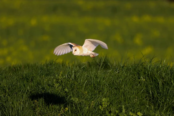 Stunning Shot Barn Owl Flying Sunset Banks Canal Bird Out — Stock Photo, Image