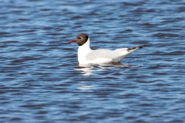 Göldeki Akdeniz martısının çarpıcı bir hayvan portresi.