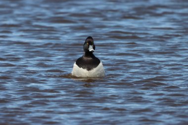 Göldeki siyah ördeğin çarpıcı bir hayvan portresi. Ördeğin tüyleri diken diken oldu, bu yüzden isimleri....