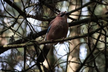 Ağaca tünemiş Avrasyalı bir Jay 'in çarpıcı bir hayvan portresi.