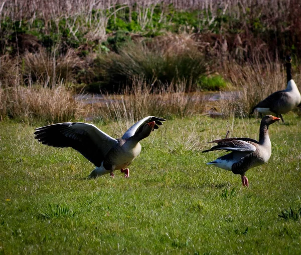 Stunning Animal Portrait Two Pink Feet Geese Flying Field Nature — Stock Photo, Image