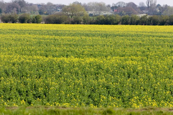 Beautiful Spring Landscape Shot Field Filled Rapeseed — Stock Photo, Image