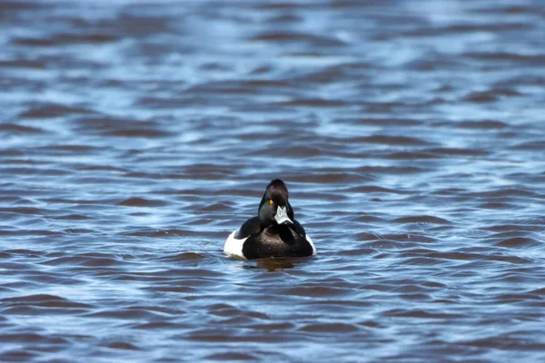 Ein Atemberaubendes Tierporträt Einer Schwarzen Tufted Duck Auf Einem See — Stockfoto