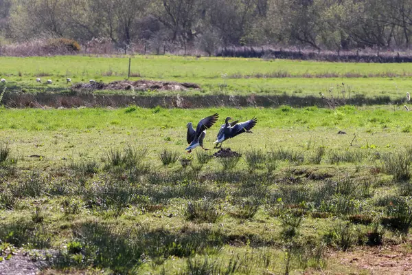 Impresionante Retrato Animal Dos Gansos Patas Rosadas Volando Sobre Campo — Foto de Stock