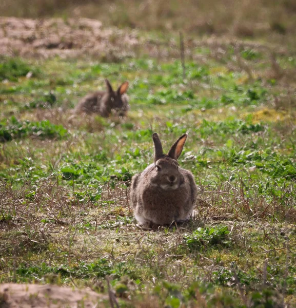 这张照片是在复活节的星期天拍的 是一只兔子在田野里的令人惊叹的动物画像 — 图库照片