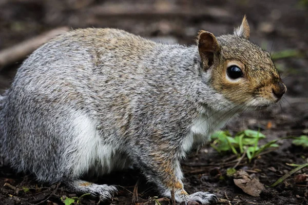 Beautiful Animal Portrait Squirrel Woods — Stock Photo, Image