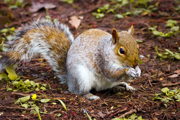 Beautiful Animal Portrait Squirrel Woods — Stock Photo, Image