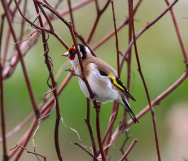 Ağaçta tünemiş bir altın Finch kuşunun güzel bir hayvan portresi