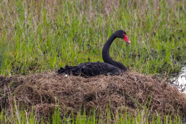 stock image A beautiful animal portrait of a rare Black Swan on a lake