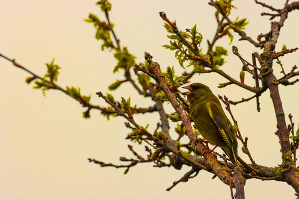 Beautiful Animal Portrait Greenfinch Perched Tree — Stock Photo, Image