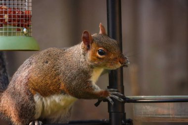 Ormanda yemek yiyen sincabın çarpıcı bir sonbahar hayvan portresi..