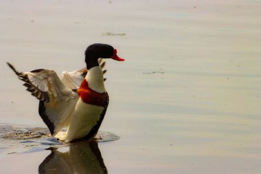 Shelduck 'in güzel bir hayvan portresi.