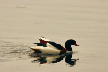 Shelduck 'in güzel bir hayvan portresi.