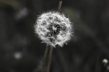 Tarlada tek bir karahindiba çiçeği