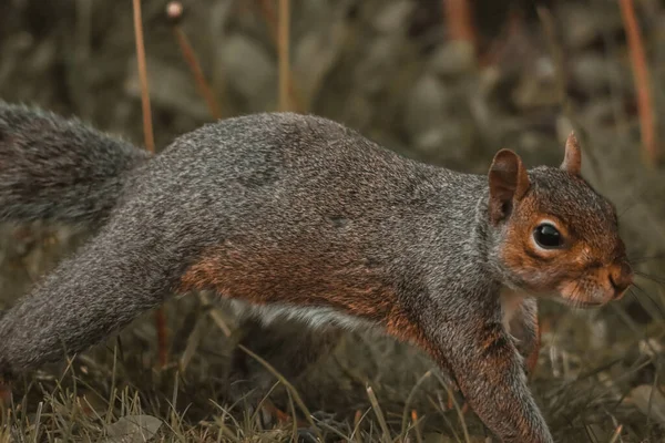 Ein Atemberaubendes Herbstliches Tierporträt Eines Eichhörnchens Das Wald Frisst — Stockfoto