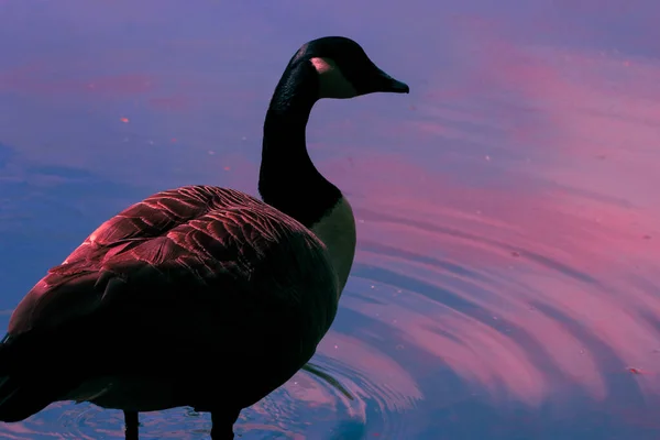 Ein Schönes Tierporträt Einer Kanadischen Gans Rande Eines Sees — Stockfoto
