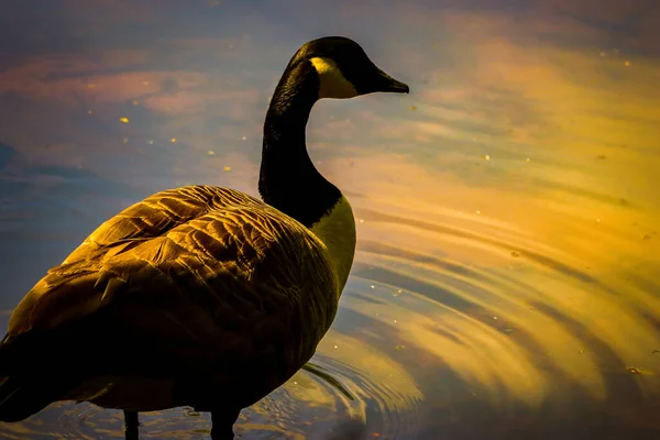 Ein Schönes Tierporträt Einer Kanadischen Gans Rande Eines Sees — Stockfoto