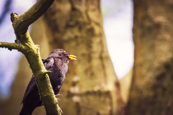 Ένα Blackbird Σκαρφαλωμένο Ένα Δέντρο — Φωτογραφία Αρχείου