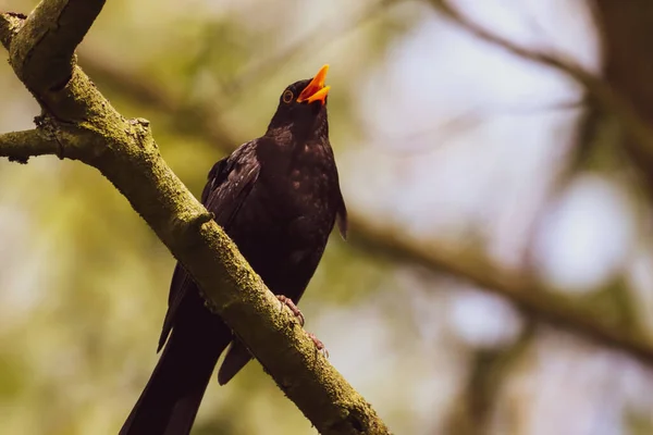 Черная Птица Села Дерево — стоковое фото