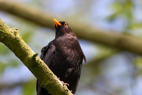 Blackbird Usiadł Drzewie — Zdjęcie stockowe