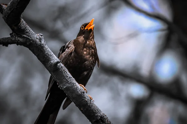 Blackbird Usiadł Drzewie — Zdjęcie stockowe
