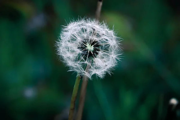 stock image A single Dandelion flower in a field