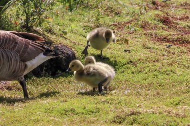 Goslings 'in Doğa Koruma Alanındaki çarpıcı bir hayvan portresi. Yavru Kazlar anne ve babalarıyla birlikte yiyecek arıyorlardı..