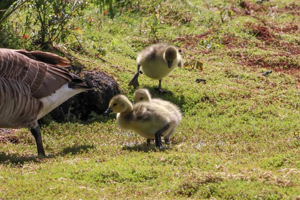 stock image A stunning animal portrait of Goslings at a Nature Reserve. The baby Geese were in company with both parents and looking for food.