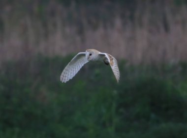 Uçan bir ahır baykuşunun güzel bir hayvan portresi.