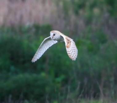 Kırsal alanda uçan bir ahır baykuşunun çarpıcı bir hayvan portresi. Bu baykuş, güneş doğduktan kısa bir süre sonra yiyecek aramaya çıkmış..