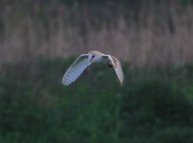 Uçan bir ahır baykuşunun güzel bir hayvan portresi.