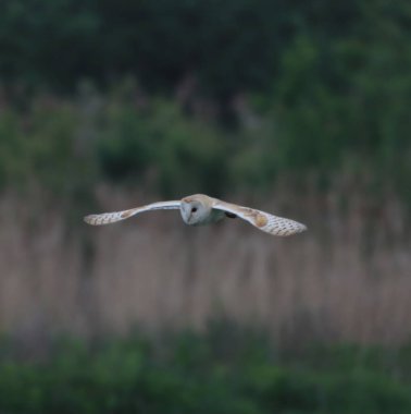 Uçan bir ahır baykuşunun güzel bir hayvan portresi.
