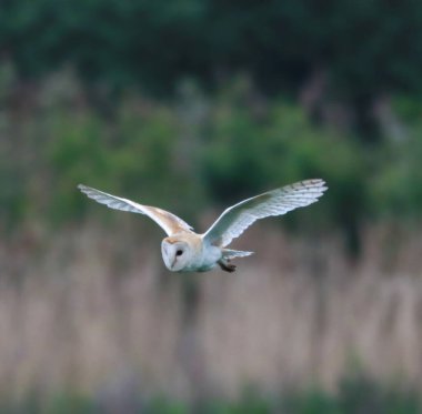 Uçan bir ahır baykuşunun güzel bir hayvan portresi.