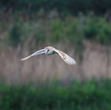 Kırsal alanda uçan bir ahır baykuşunun çarpıcı bir hayvan portresi. Bu baykuş, güneş doğduktan kısa bir süre sonra yiyecek aramaya çıkmış..