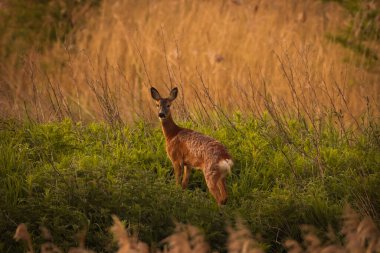 Kırsaldaki bir Roe Geyiği 'nin güzel bir hayvan portresi. Bu, güneş doğduktan kısa bir süre sonra sabahın erken saatlerinde çekildi..
