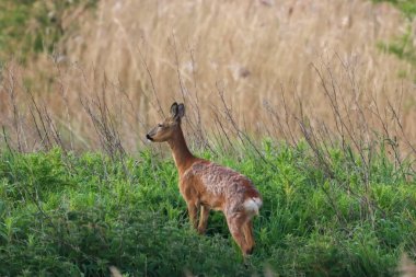 Kırsaldaki bir Roe Geyiği 'nin güzel bir hayvan portresi. Bu, güneş doğduktan kısa bir süre sonra sabahın erken saatlerinde çekildi..