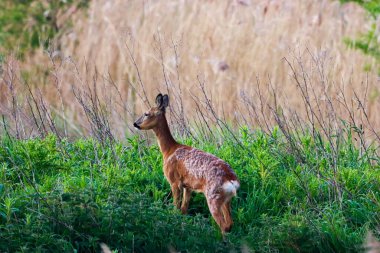 Güneş doğarken kırsalda güzel bir Roe Geyiği