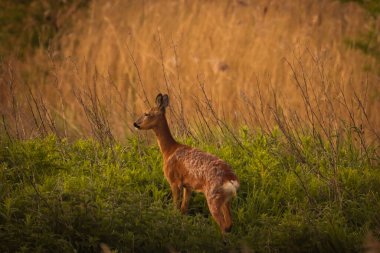 Kırsaldaki bir Roe Geyiği 'nin güzel bir hayvan portresi. Bu, güneş doğduktan kısa bir süre sonra sabahın erken saatlerinde çekildi..