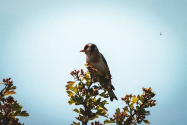 Ağaçta tünemiş bir altın Finch kuşunun güzel bir hayvan portresi