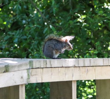 Ormandaki Gri Sincap 'ın güzel bir hayvan portresi
