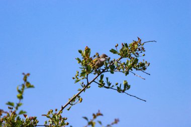 Ağaçta tünemiş yavru bir kuşun güzel bir hayvan portresi