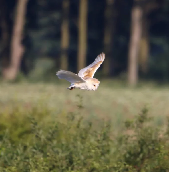 stock image A stunning animal portrait of a Barn Owl in flight over the countryside. This Owl was out shortly after sunrise hunting for food.