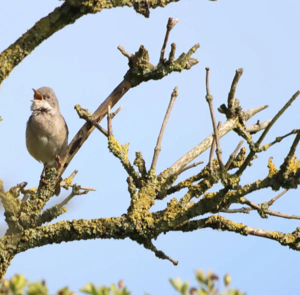 Ett Vackert Djurporträtt Bebis Songbird Ett Träd — Stockfoto
