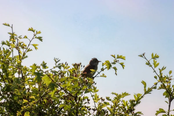 Hermoso Retrato Animal Bebé Fledgling Songbird Encaramado Árbol — Foto de Stock